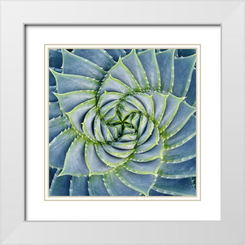 Spiral Succulent White Modern Wood Framed Art Print with Double Matting by Bell, Jan