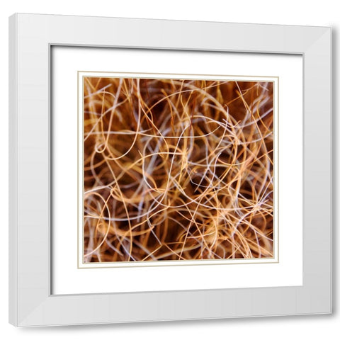 Zion Grass White Modern Wood Framed Art Print with Double Matting by Bell, Jan