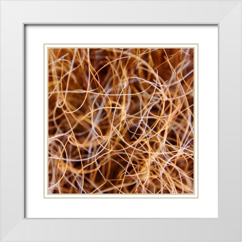 Zion Grass White Modern Wood Framed Art Print with Double Matting by Bell, Jan