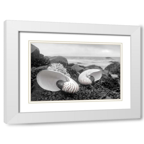 Crescent Beach Shells 2 White Modern Wood Framed Art Print with Double Matting by Blaustein, Alan