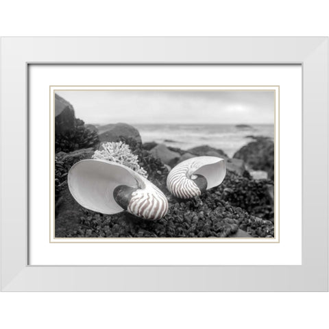 Crescent Beach Shells 2 White Modern Wood Framed Art Print with Double Matting by Blaustein, Alan
