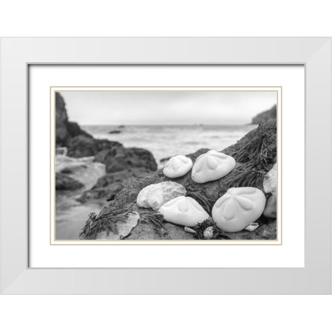 Crescent Beach Shells 4 White Modern Wood Framed Art Print with Double Matting by Blaustein, Alan