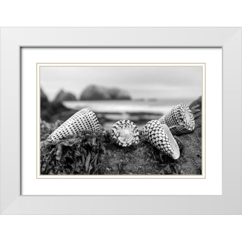 Crescent Beach Shells 3 White Modern Wood Framed Art Print with Double Matting by Blaustein, Alan