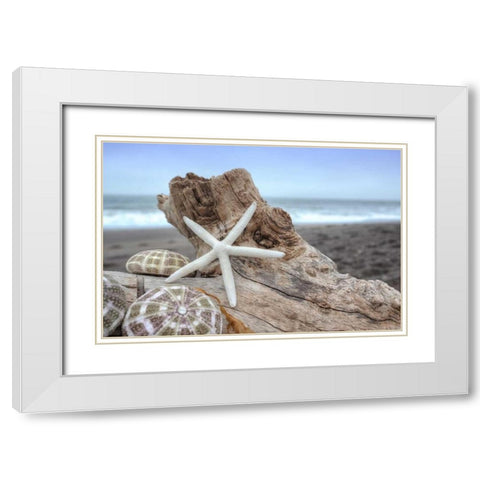 Crescent Beach Shells 6 White Modern Wood Framed Art Print with Double Matting by Blaustein, Alan