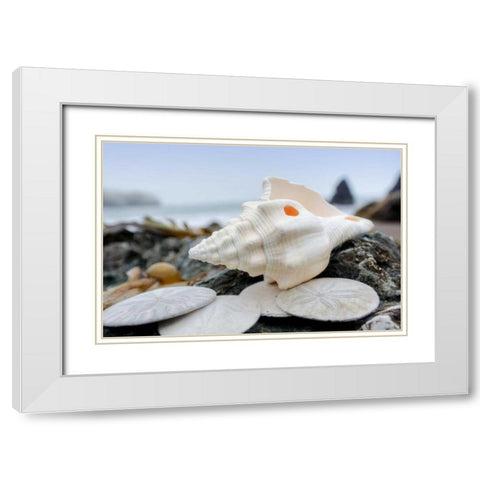 Crescent Beach Shells 11 White Modern Wood Framed Art Print with Double Matting by Blaustein, Alan