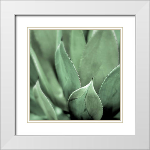 Agave #4 White Modern Wood Framed Art Print with Double Matting by Blaustein, Alan