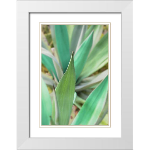 Agave Succulent #3 White Modern Wood Framed Art Print with Double Matting by Blaustein, Alan