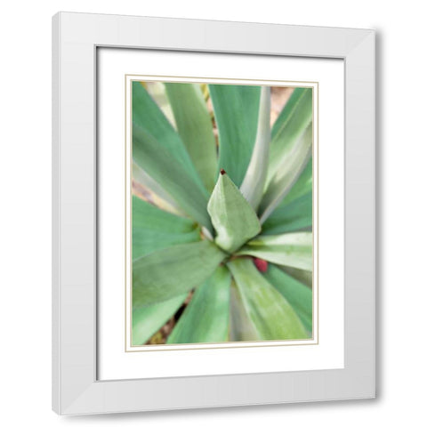 Agave Succulent #2 White Modern Wood Framed Art Print with Double Matting by Blaustein, Alan