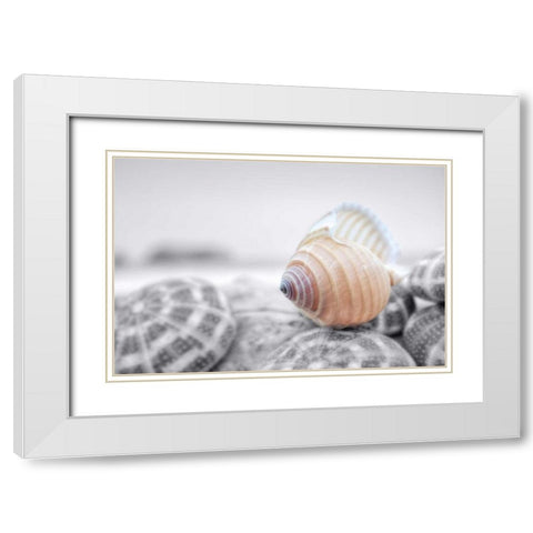 Crescent Beach Shells 15 White Modern Wood Framed Art Print with Double Matting by Blaustein, Alan