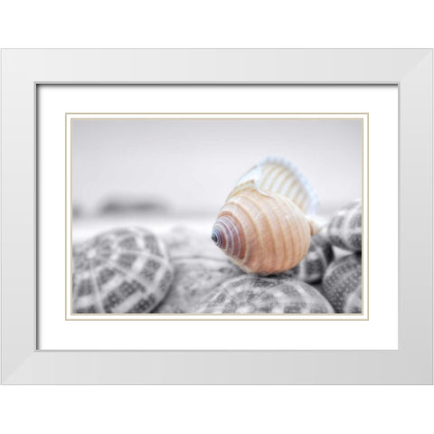 Crescent Beach Shells 15 White Modern Wood Framed Art Print with Double Matting by Blaustein, Alan
