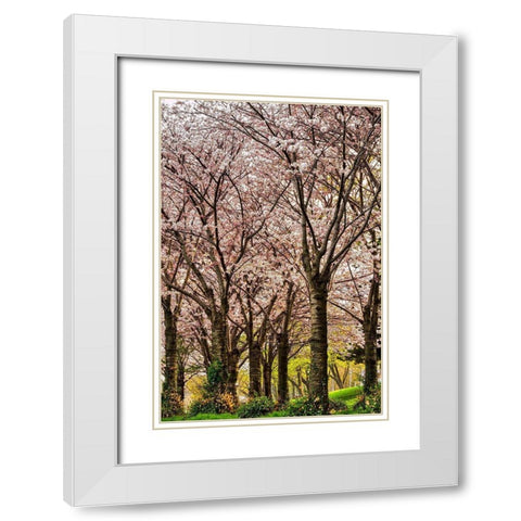 Cherries in Bloom White Modern Wood Framed Art Print with Double Matting by Burdick, Chuck