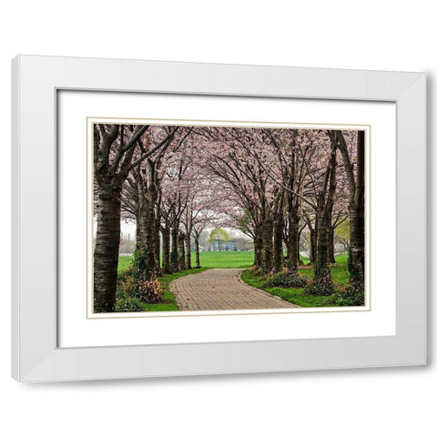 Cherry Blossom Path White Modern Wood Framed Art Print with Double Matting by Burdick, Chuck