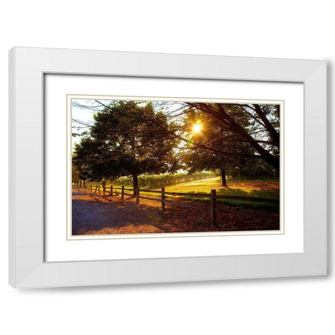 Dreamland Vineyard White Modern Wood Framed Art Print with Double Matting by Broom, Michael