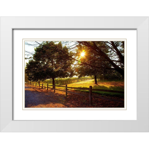 Dreamland Vineyard White Modern Wood Framed Art Print with Double Matting by Broom, Michael