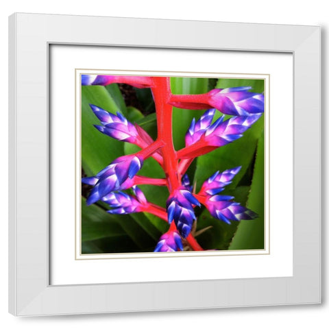 Purple and Pink White Modern Wood Framed Art Print with Double Matting by Bell, Jan