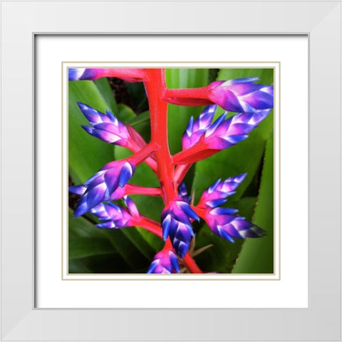 Purple and Pink White Modern Wood Framed Art Print with Double Matting by Bell, Jan