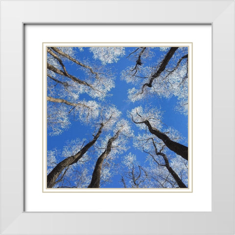 Reaching Skyward White Modern Wood Framed Art Print with Double Matting by Bell, Jan