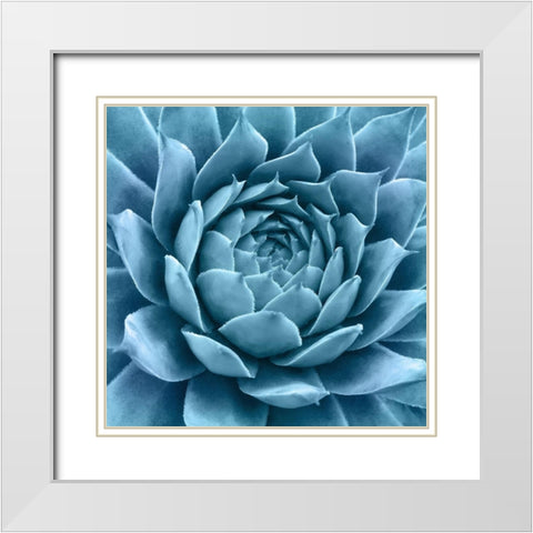 Silvery Blue Agave White Modern Wood Framed Art Print with Double Matting by Bell, Jan