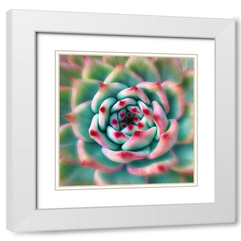 Deep Red Tips White Modern Wood Framed Art Print with Double Matting by Bell, Jan