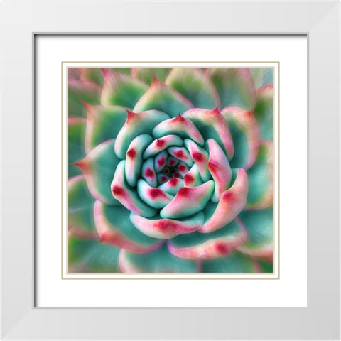 Deep Red Tips White Modern Wood Framed Art Print with Double Matting by Bell, Jan