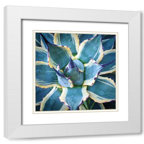 Elegant Thorns White Modern Wood Framed Art Print with Double Matting by Bell, Jan