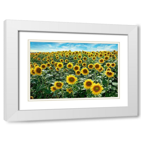 Cotona Sunflowers #1 White Modern Wood Framed Art Print with Double Matting by Blaustein, Alan