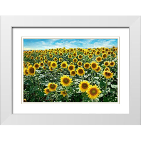 Cotona Sunflowers #1 White Modern Wood Framed Art Print with Double Matting by Blaustein, Alan
