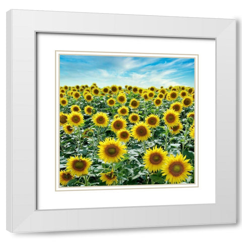 Cortona Sunflowers #2 White Modern Wood Framed Art Print with Double Matting by Blaustein, Alan