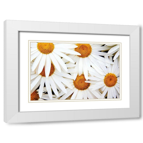 Daisy Splash White Modern Wood Framed Art Print with Double Matting by Broom, Michael