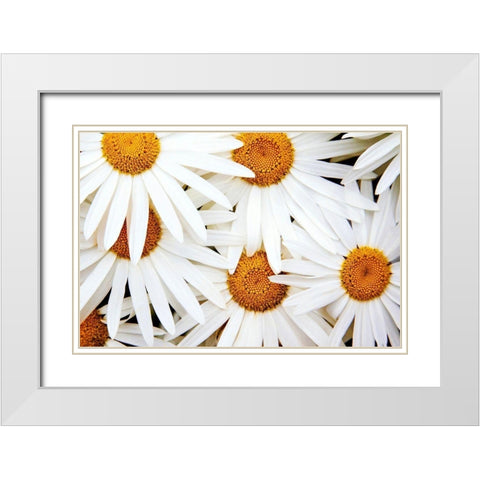 Daisy Splash White Modern Wood Framed Art Print with Double Matting by Broom, Michael