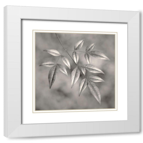 Botanical Study No. 4 White Modern Wood Framed Art Print with Double Matting by Bell, Nicholas