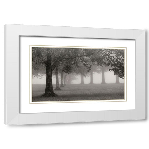 Trees In Early Autumn White Modern Wood Framed Art Print with Double Matting by Bell, Nicholas