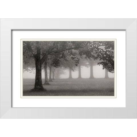 Trees In Early Autumn White Modern Wood Framed Art Print with Double Matting by Bell, Nicholas