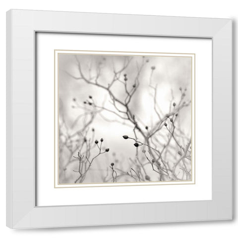 Winter Berries White Modern Wood Framed Art Print with Double Matting by Bell, Nicholas