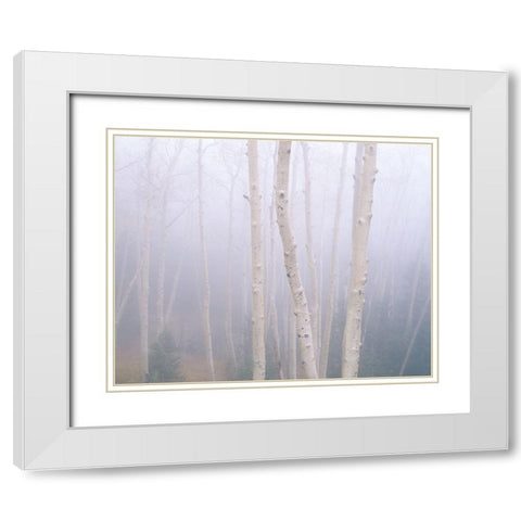 Aspens In The Fog White Modern Wood Framed Art Print with Double Matting by Becia, Jim