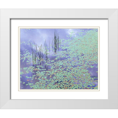 Damselfly and Lily Pads White Modern Wood Framed Art Print with Double Matting by Becia, Jim