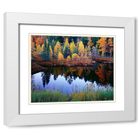 Tamarack Reflections White Modern Wood Framed Art Print with Double Matting by Becia, Jim