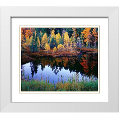 Tamarack Reflections White Modern Wood Framed Art Print with Double Matting by Becia, Jim