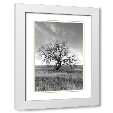 Coastal Oak Series No. 12 White Modern Wood Framed Art Print with Double Matting by Blaustein, Alan