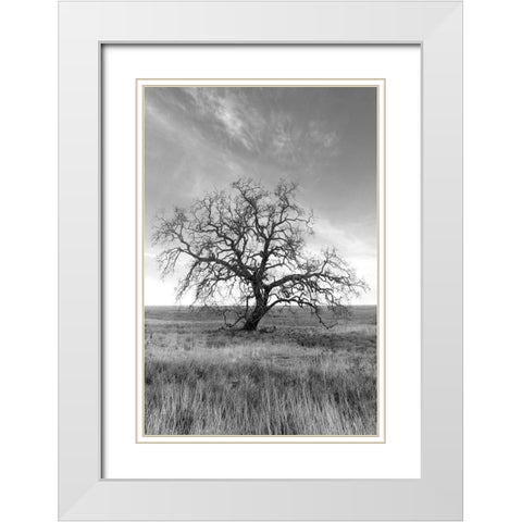 Coastal Oak Series No. 12 White Modern Wood Framed Art Print with Double Matting by Blaustein, Alan