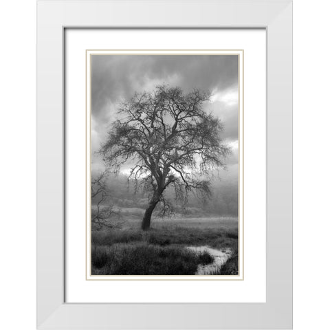 Coastal Oak Series No. 13 White Modern Wood Framed Art Print with Double Matting by Blaustein, Alan