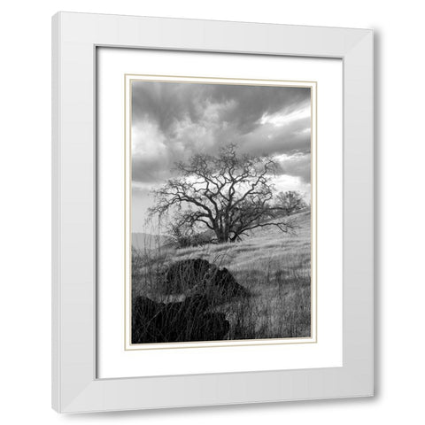 Coastal Oak Series No. 16 White Modern Wood Framed Art Print with Double Matting by Blaustein, Alan