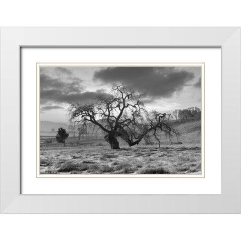 Coastal Oak Series No. 46 White Modern Wood Framed Art Print with Double Matting by Blaustein, Alan