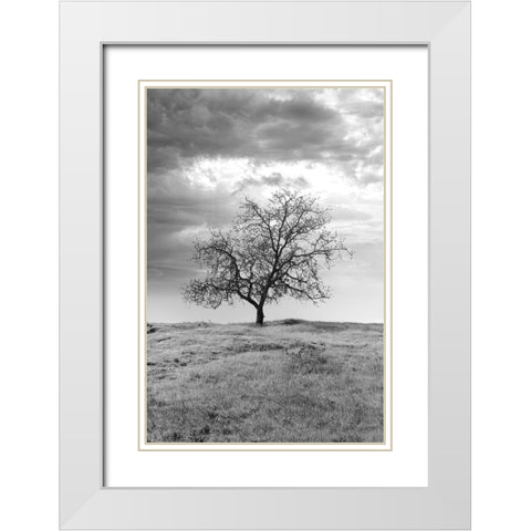 Coastal Oak Series No. 23 White Modern Wood Framed Art Print with Double Matting by Blaustein, Alan