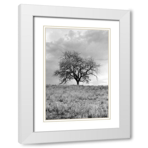 Coastal Oak Series No. 26 White Modern Wood Framed Art Print with Double Matting by Blaustein, Alan