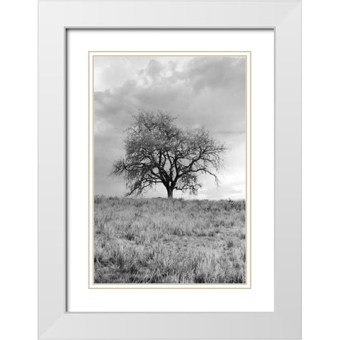 Coastal Oak Series No. 26 White Modern Wood Framed Art Print with Double Matting by Blaustein, Alan