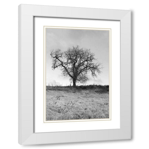 Coastal Oak Series No. 30 White Modern Wood Framed Art Print with Double Matting by Blaustein, Alan