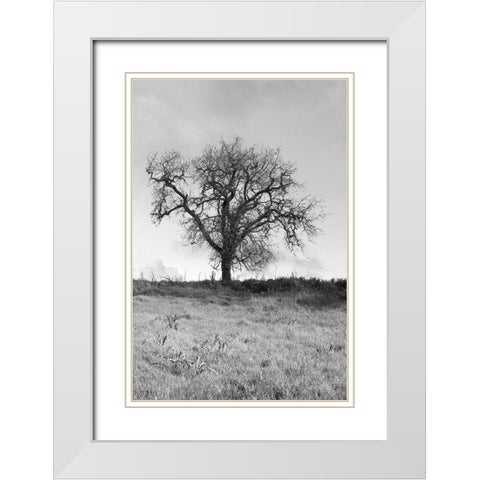 Coastal Oak Series No. 30 White Modern Wood Framed Art Print with Double Matting by Blaustein, Alan