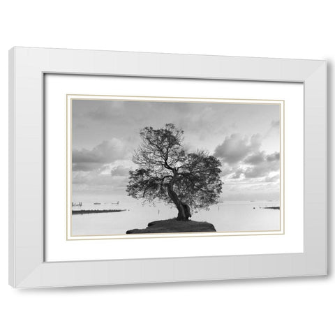 Coastal Oak Series No. 36 White Modern Wood Framed Art Print with Double Matting by Blaustein, Alan