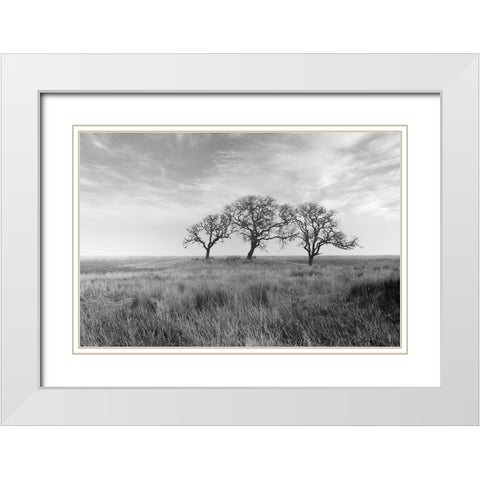 Coastal Oak Series No. 40 White Modern Wood Framed Art Print with Double Matting by Blaustein, Alan